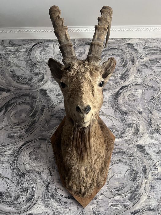 Козерог горного козла