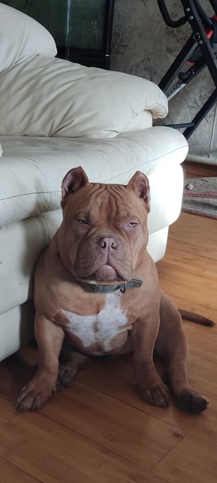 Американский булли. Родословная АВКС.