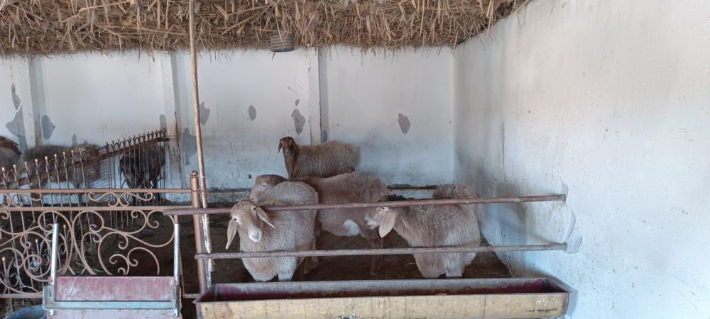 Ферма  арендага берилади мол, паранда, куй бокиш учун хамм