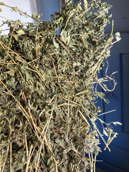 Baloti Lucerna Calitatea 1