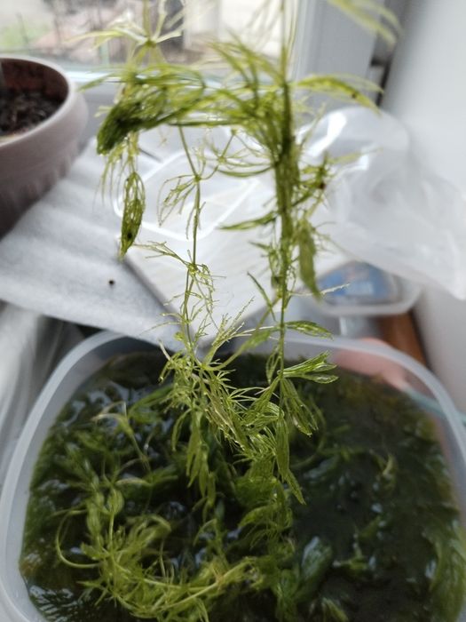 Продам аквариумное растение рогалистник