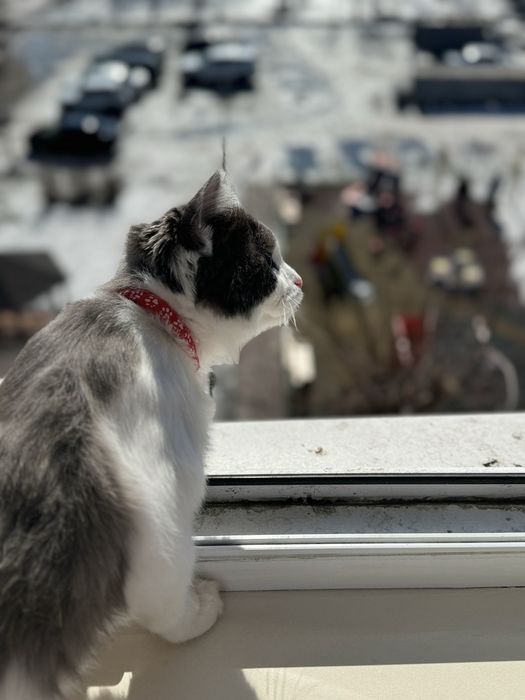 кошечка подросток в любящие руки