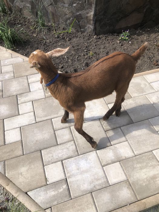 Schimb ied alpin fracez sau vand