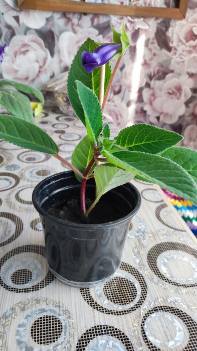 Продам Глоксинию