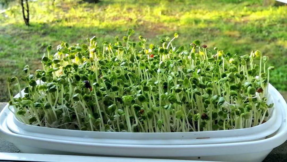 Tavita de germinat seminte si microplante