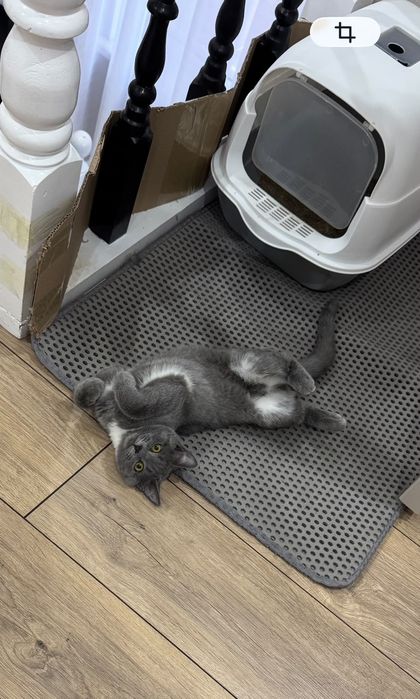 Отдам в добрые руки котёнка, 3 месяца
