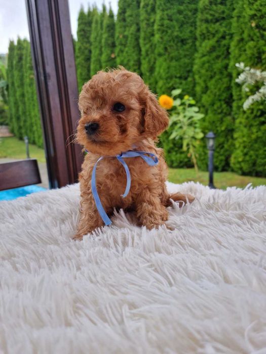 Той пудел,родители с Fci Родословие