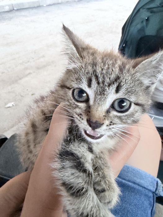 Отдам котика даром