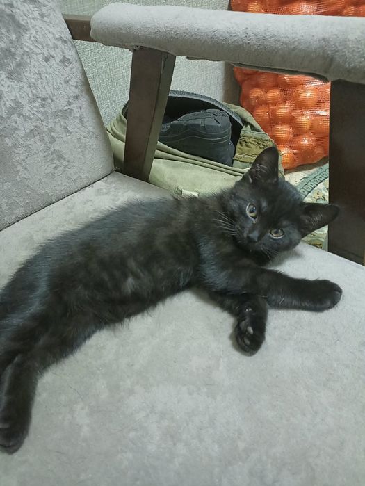 Продам Котят Британцы не дорого