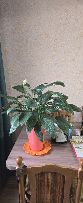 Продам цветок в хорошем состоянии