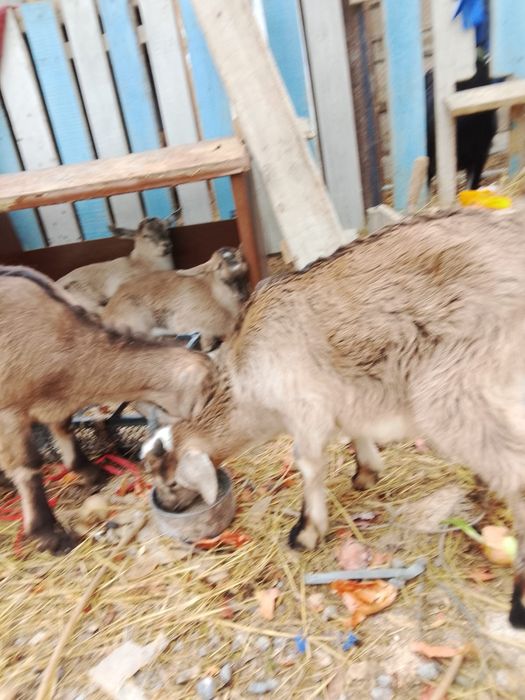 Козлята  молочой пароды,от35 тыс.