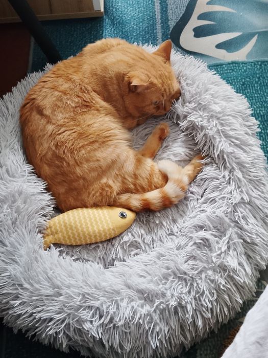 Отдам кота в добрые руки
