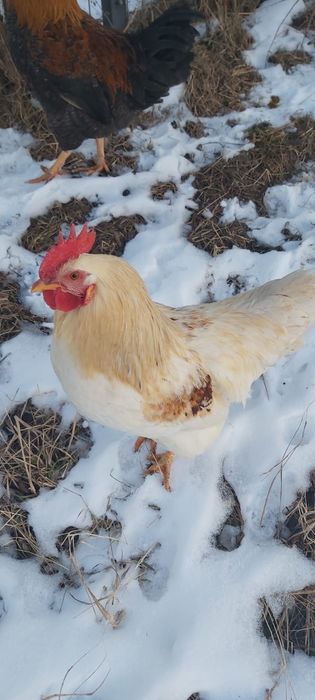 Vand cocosi tineri  din august anul trecut , pentru tinut
