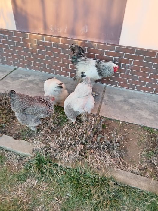 Ouă pentru incubat - Găini bracman