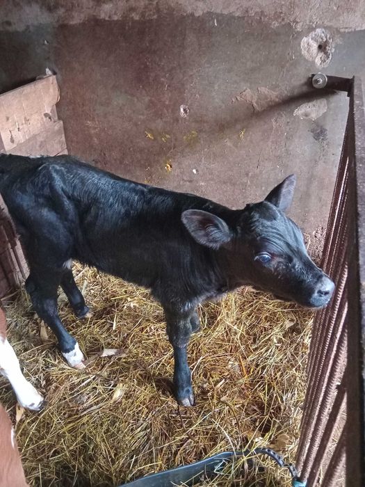 Vand vitica de lapte