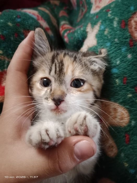 Нашли котёнка хотим отдать в добрые руки