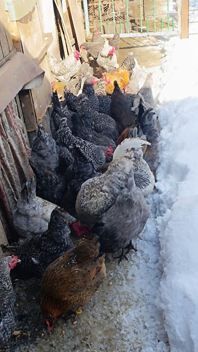 Яйцо инкубационное куриное