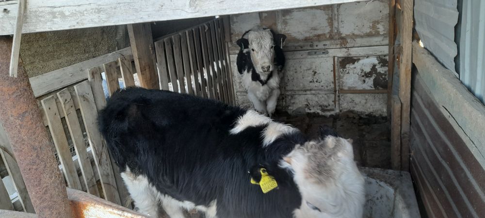 Басбақ сатылады. 1 ұрғашы 1 еркек