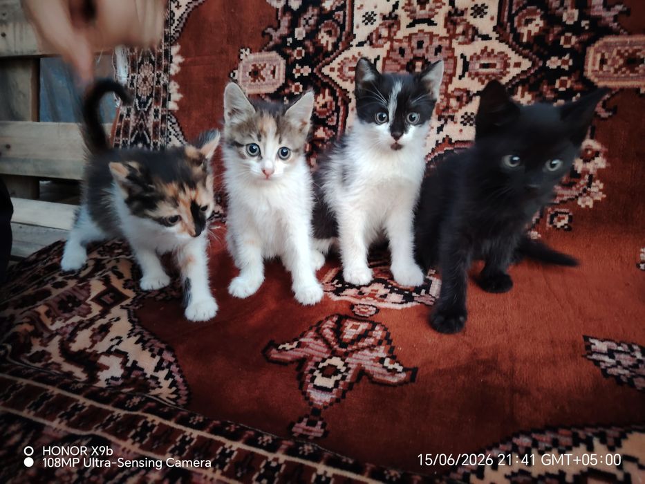 Отдам милых котят
