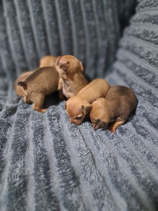 Продам карликовых пинчеров