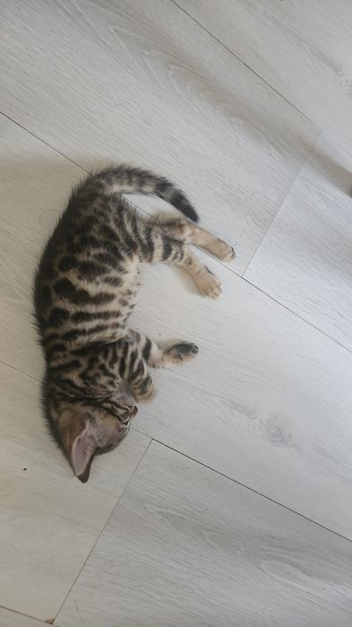 Продаю Бенгальских  котят