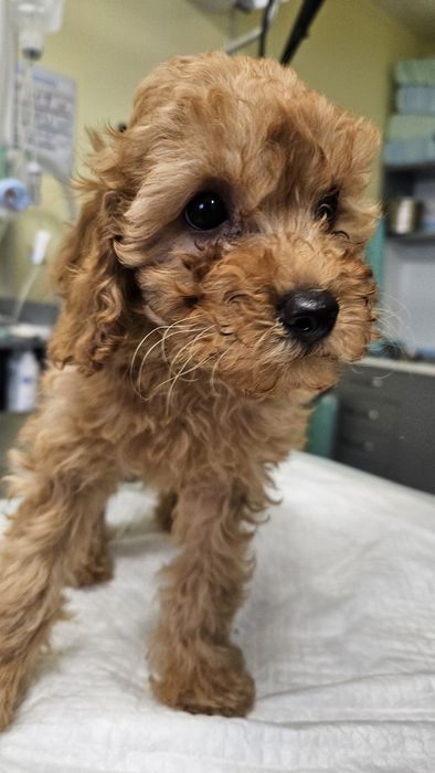 Средно женско пуделче априкот/червено