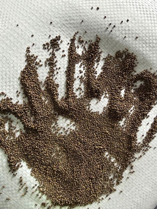 Семена люцерны.Жоңышка ұрық.беде тұқымы