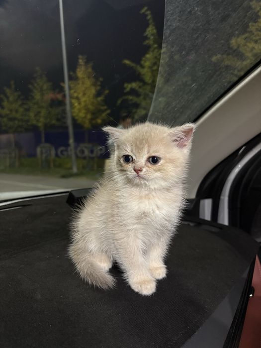котёнок золотая шиншилла, девочка