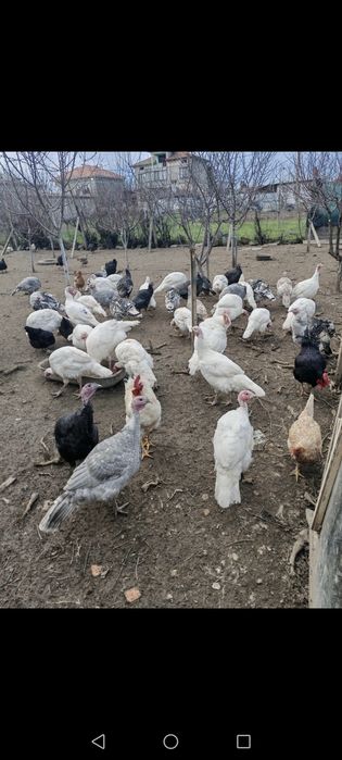 Оплодени яйца и пуйки