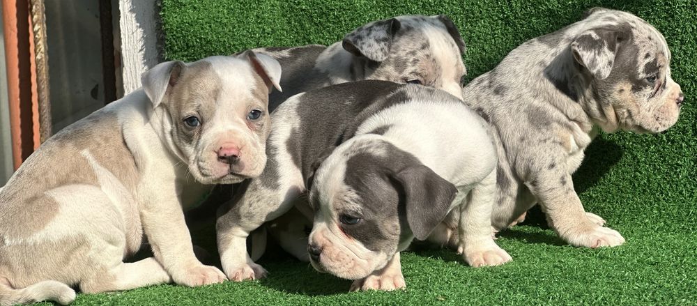 Американско були покет мерле