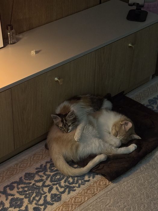 Котенок девочка в хорошие руки