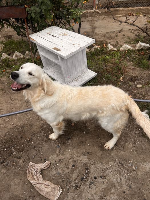 Golden Retriever – Femelă Crem