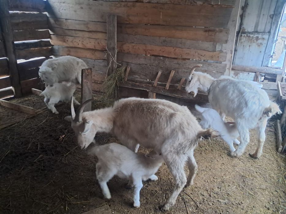 Зинин с козлятоми