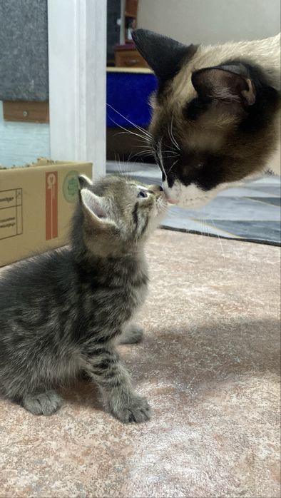 Котенок ищет дом