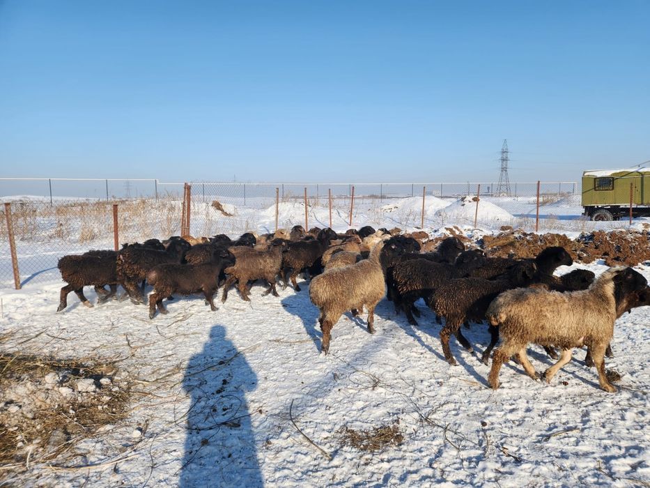Оптом кошкарлар  сатылады семыз
