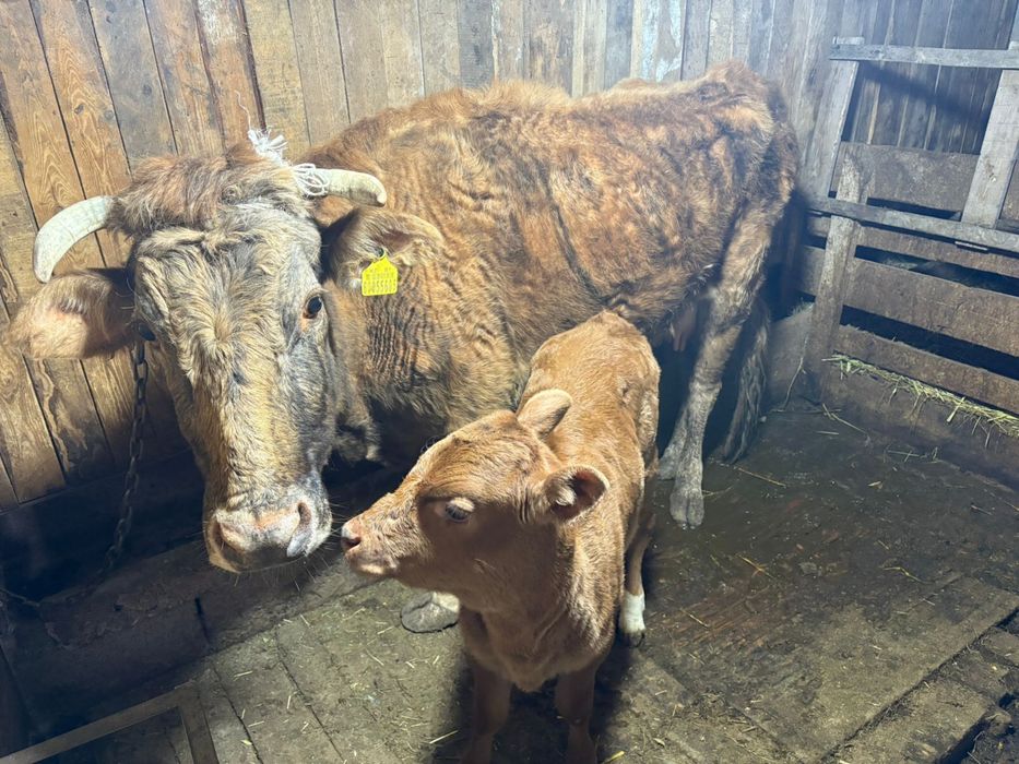 Сиыр бұзауымен сатылады