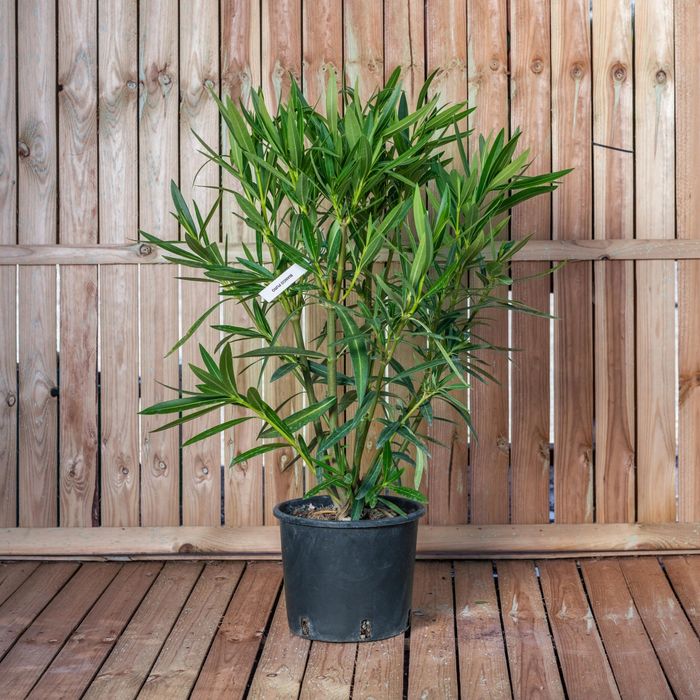 Leandru ( avem toate culorile in stoc )