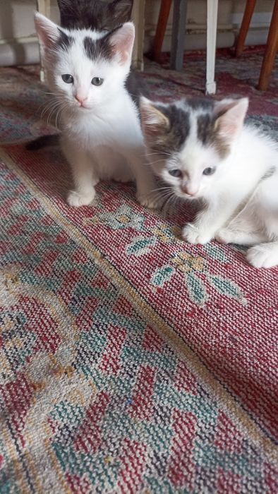 Отдам котят в хорошие руки