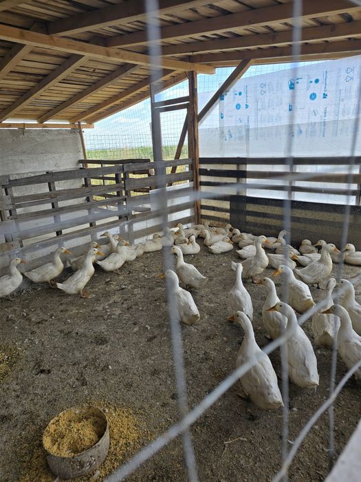 Oua de rață proaspete