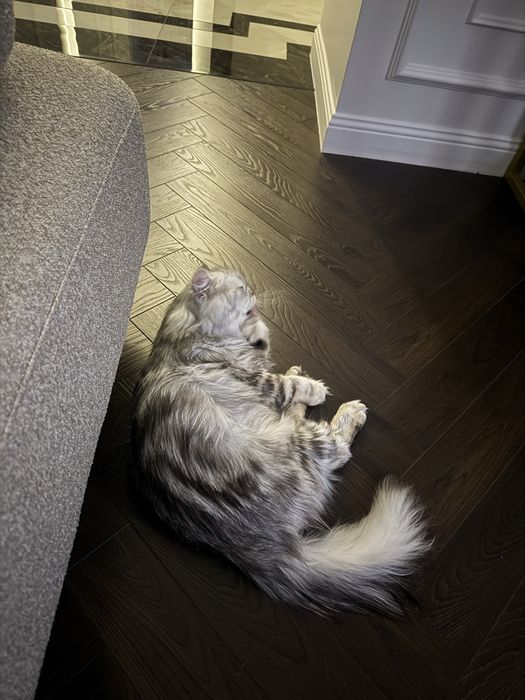 Хайленд страйт(шотландский)ищет дом