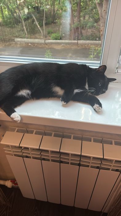 Отдаю в добрые руки кошку