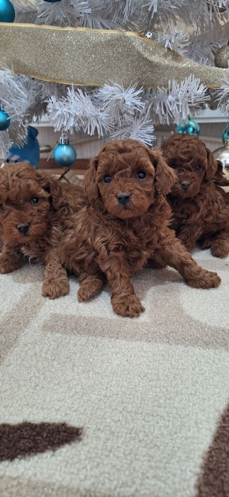 Той Пудел / Poodle Toy