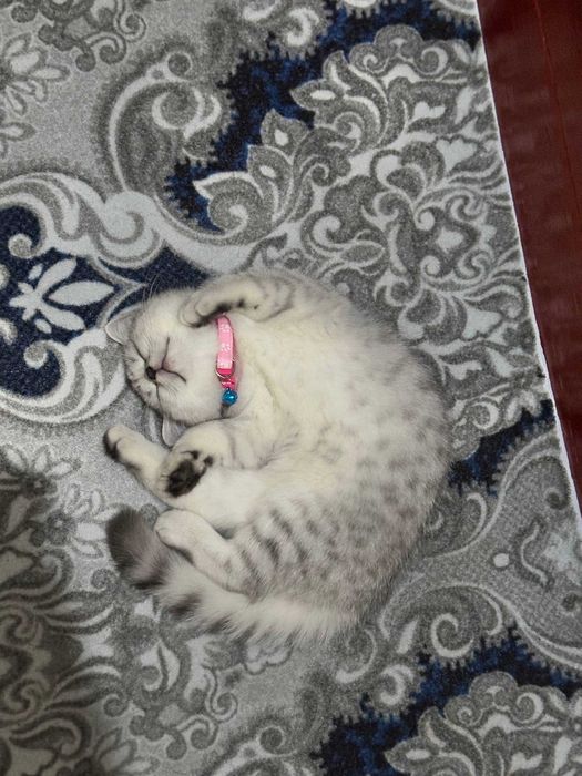 Продаётся британская короткошёрстная кошка
