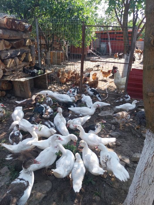 Rațe mute tinere, 10 bucăți