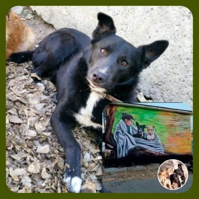 Чарли  в поисках  ДОМА !