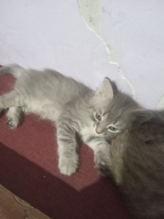 Котята кот в хорошие руки