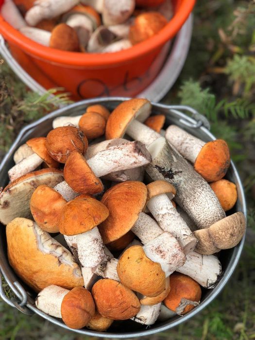 Продам грибы подосиновики