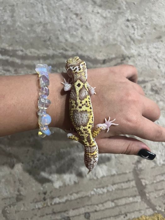 малыш эублефара читать описание!