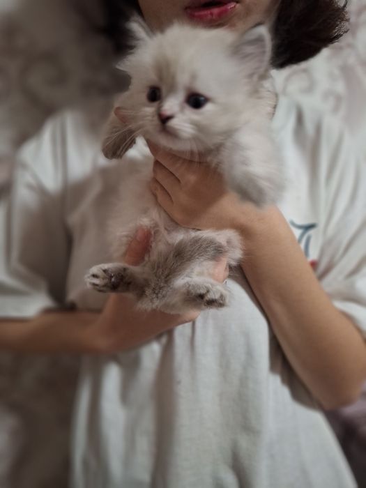 Одам котят в добрые руки