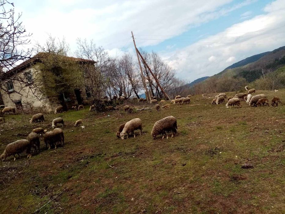 Продавам овце и крави
